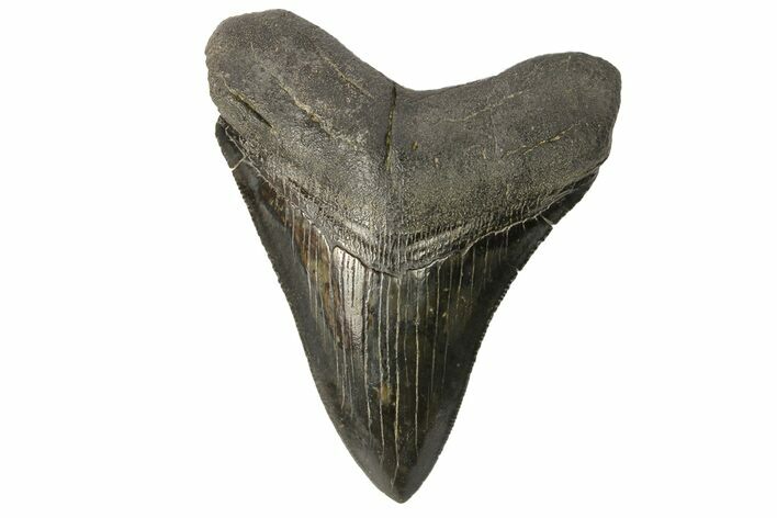 Serrated, Fossil Megalodon Tooth - Beautiful Enamel #168038